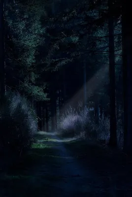Страшный ночной лес - красивые фото