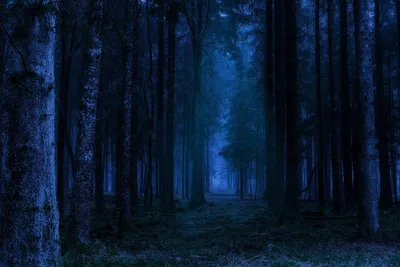 Лес Ночь Пейзаж - Бесплатное фото на Pixabay - Pixabay