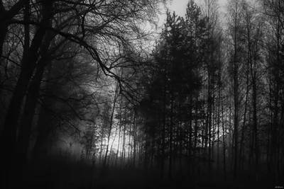 Ночь, лес и туман. | Пикабу
