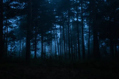 Густой лес ночью (68 фото) »