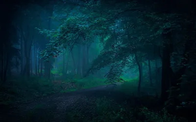 Обои лес ночь - 32 фото