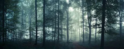 Человек исследует лес с фонариком ночью | Премиум Фото