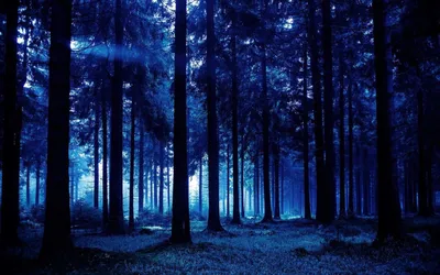 Фотография природа лес свет ночью | Премиум Фото