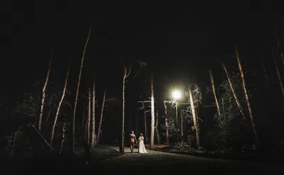 Страшный лес ночью - 75 фото