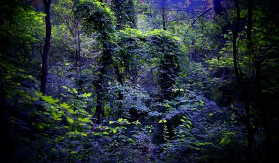 Ночной зимний лес | Пикабу