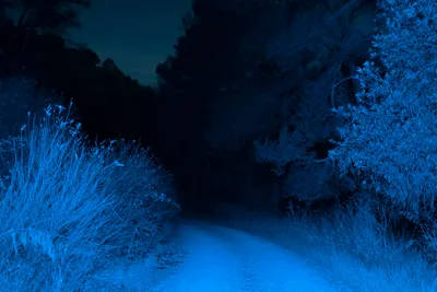 заколдованный лес ночью 3d цифровая иллюстрация таинственного свечения и  туманных силуэтов деревьев, страшный лес, тайна, таинственный фон фон  картинки и Фото для бесплатной загрузки