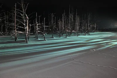 Зимний лес ночью под светом северного сияния - Фотография - PerfectStock