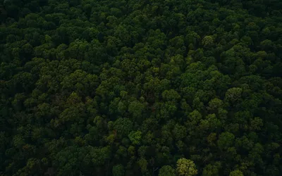Фото леса сверху фото