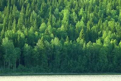Скачать 1920x1080 лес, деревья, вид сверху, зеленый, растительность, темный  обои, картинки full hd, hdtv, fhd, 1080p