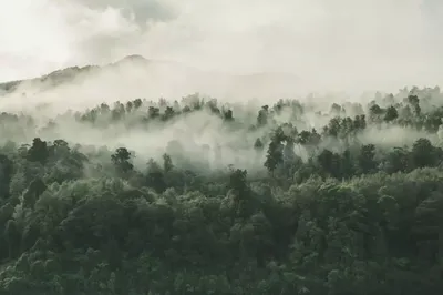 Лес в тумане, вид сверху :: Eduard Mezker – Социальная сеть ФотоКто