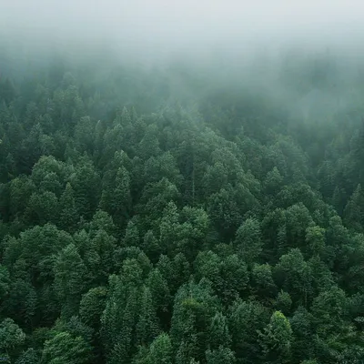 Лес вид сверху - красивые фото