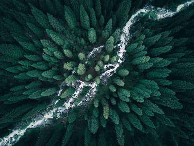 Вид на лес сверху покрыт не …» — создано в Шедевруме