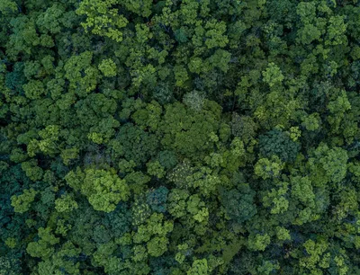 Скачать 3840x2400 лес, вид сверху, зеленый, деревья, верхушки обои,  картинки 4k ultra hd 16:10