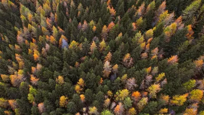 Лес вид сверху текстура - 30 фото