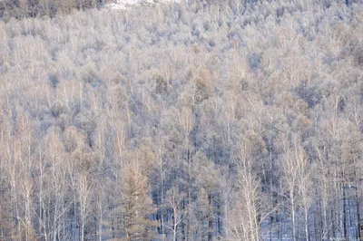 вид сверху на полог леса Фото Фон И картинка для бесплатной загрузки -  Pngtree
