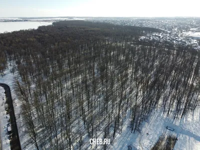 Обои Вид сверху лес, деревья 1920x1440 HD Изображение