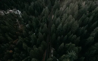 Лес вид сверху (жестылёво, вербилки) - YouTube