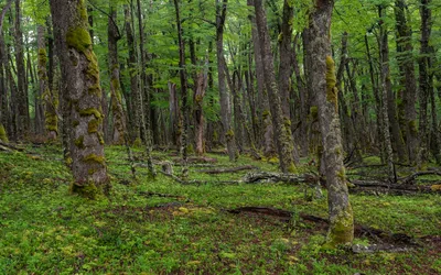 Живописный Вид Лес Осенних Цветах стоковое фото ©Photojail_by_Dom 331673564