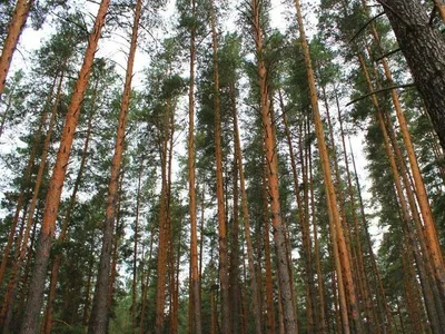 Тольятти: лесные страдания или много истерик