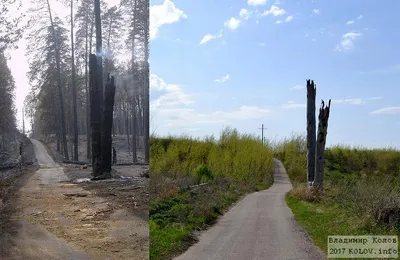 Душа требует леса! В Самарской области сняли запрет на посещение лесов |  телеканал ТОЛЬЯТТИ 24