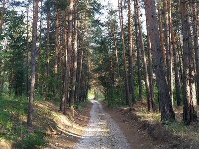 Фото леса в тольятти фото