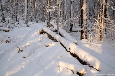 Тольяттинские леса подготовили к летнему сезону - 15 марта 2022 -  tolyatty.ru