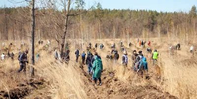 В Тольятти 12 апреля загорелся лес на площади 1 гектар | СОВА - главные  новости Самары