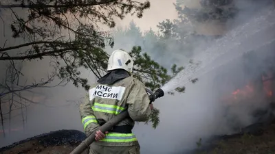 Помогите найти поджигателя леса в Тольятти | Пикабу