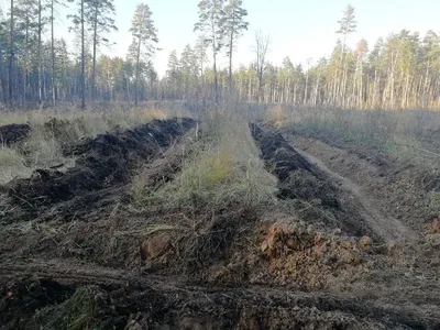 В Тольятти загорелся лес - РИА Новости, 25.08.2021