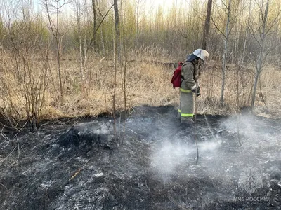 В Тольятти 4 ноября горожане и общественники высадят 9 тысяч саженцев сосны  | СОВА - главные новости Самары