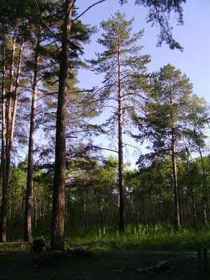 Прогулки по тольяттинскому лесу