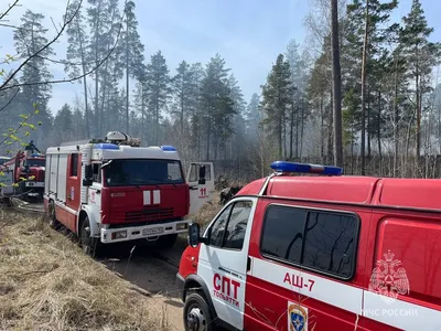 Жителям Самарской области показали последствия крупного лесного пожара в  Тольятти | 10.07.2021 | Самара - БезФормата