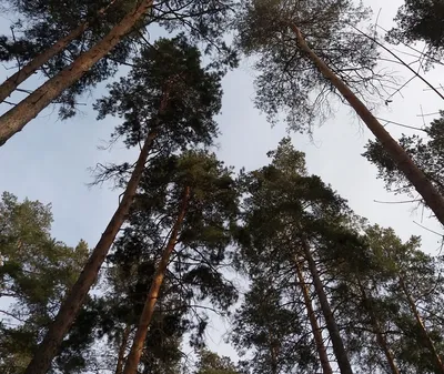Власти: В Тольятти наладили работу по охране и воспроизводству леса |  TLT.ru - Новости Тольятти