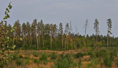 В Тольятти вновь загорелся городской лес - oboz.info