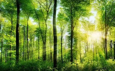Значение леса в природе и жизни человека » Официальный сайт Администрации  Березовского городского округа Кемеровской области