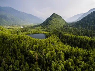 Леса Казахстана: Природное сокровище для будущих поколений | United Nations  Development Programme