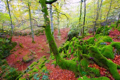 20 красивых лесов со всего мира, которые показывают, насколько великолепна  природа