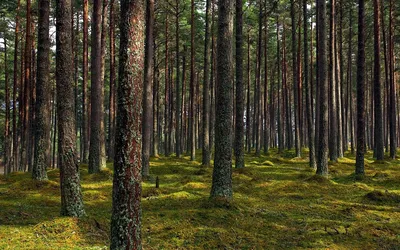 Лес. Понятие о природе леса