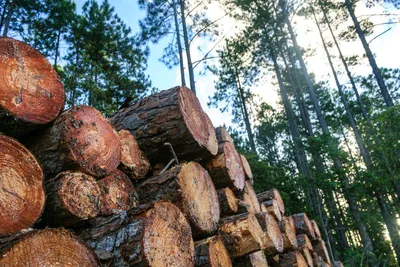 Как выгоднее продать лес? Рекомендации экспертов — JUNO LV