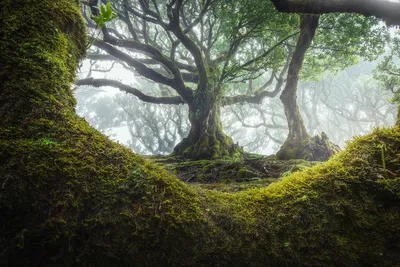 Секвоевые леса - Интернет-журнал «Живой лес»