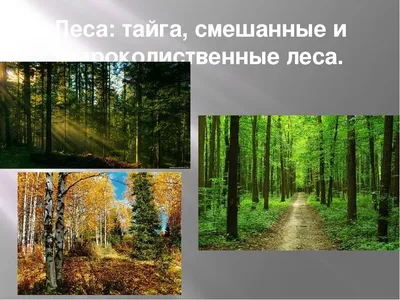 Копия картины Ивана Шишкина \"Опушка леса, 1884\" (худ. Савелия Камского)  60x90 IS170905 купить в Москве