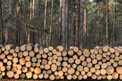 ФАО: глобальное обезлесение замедляется, но тропические леса по-прежнему в  опасности | Новости ООН