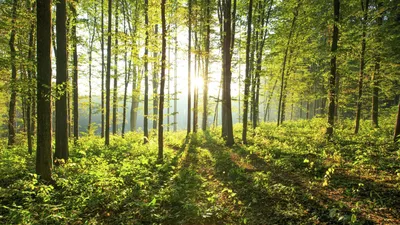 Практичные и полезные советы для похода в лес | Хоту Тент