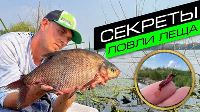 Лещ вяленый купить в Москве | Цена за кг сушенного леща | Extra Fish