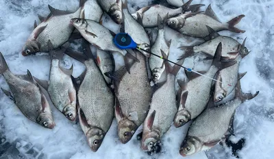 Рыбалка на леща в Подмосковье. Январские морозы. Трофей 2021. Отчет о  рыбалке в Подмосковье