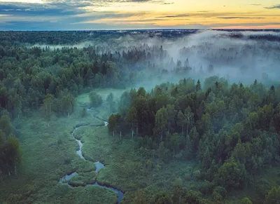 Впервые в Красноярске состоится международный форум «Леса России» - KP.RU