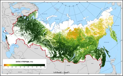 Первозданные леса россии | Игорь Шпиленок