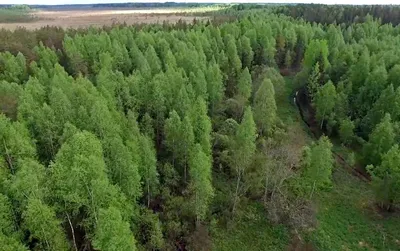 Russian Forests Studied From Space | Space Research Institute - IKI