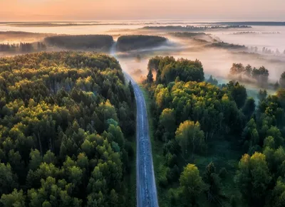10 самых необычных лесных экосистем России - Статьи и репортажи РГО