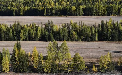 Не бензопилой, а авторучкой: кто стоит за варварским уничтожением леса в  России :: Новости :: ТВ Центр